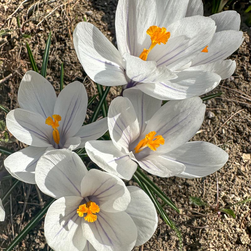 Joan of Arc Crocus