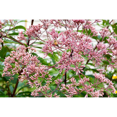 Joe Pye Weed - Flowers