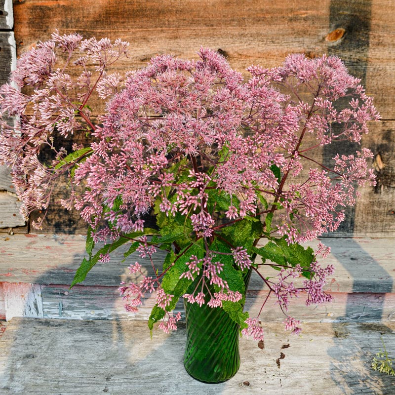 planting joe pye weed seeds Joe Pye Weed – Pinetree Garden Seeds