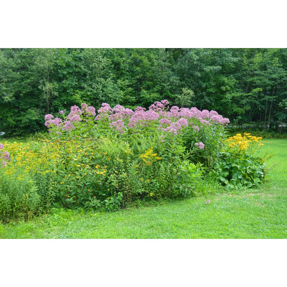 Joe Rye Flowers Joe Pye Weed – Pinetree Garden Seeds