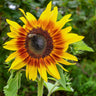 Jolly Joker Sunflower - Flowers