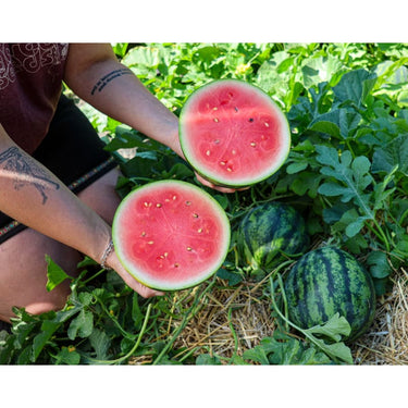 JuiceBox Watermelon (Organic F1 Hybrid 70 Days) - Vegetables