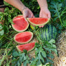 JuiceBox Watermelon (Organic F1 Hybrid 70 Days) - Vegetables