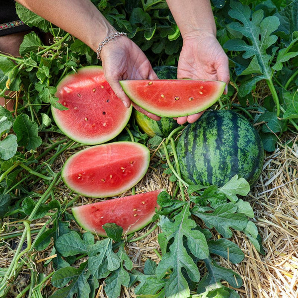 JuiceBox Watermelon (Organic F1 Hybrid 70 Days)  Pinetree Garden Seeds