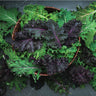 Kale Mix - Vegetables