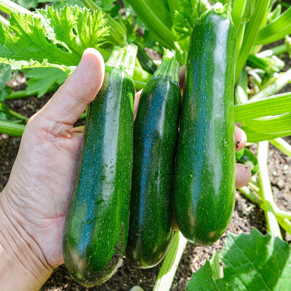 Kefren Zucchini (F1 Hybrid 50 Days) – Pinetree Garden Seeds