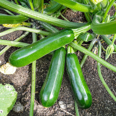 Kefren Zucchini (F1 Hybrid 50 Days) - Vegetables