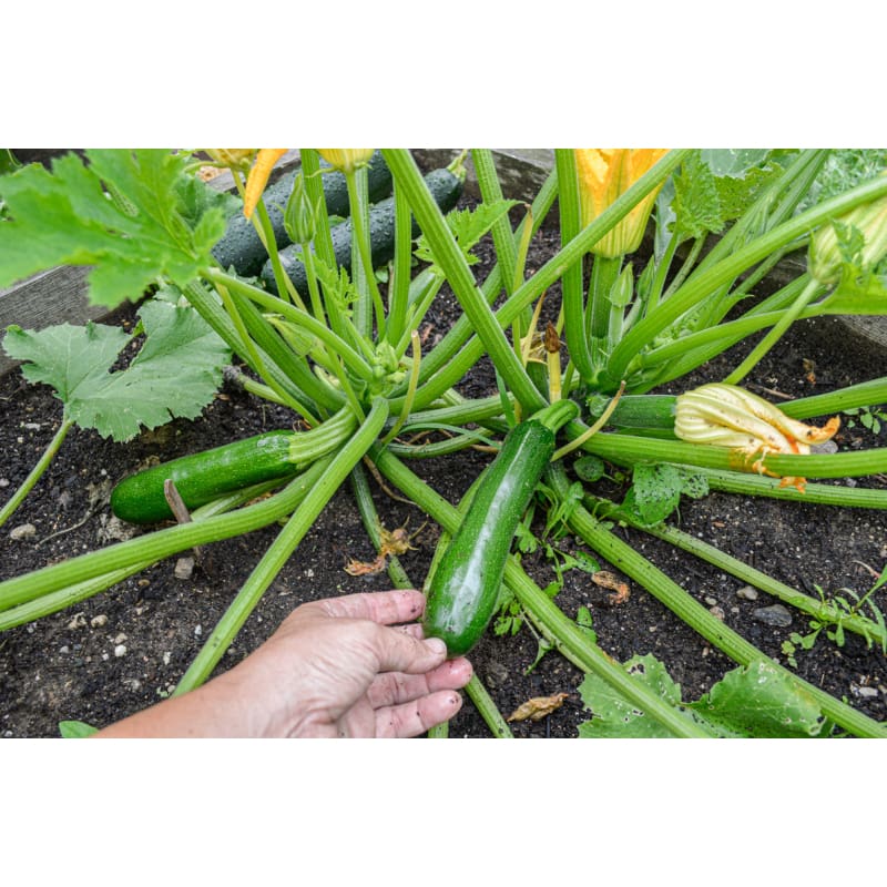 zucchini plants from seed Kefren Zucchini (F1 Hybrid 50 Days)