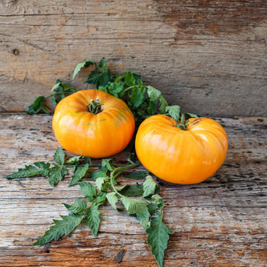 Kelloggs Breakfast Tomato (Heirloom 79 Days) - Vegetables