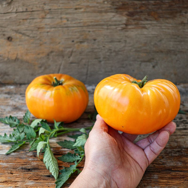Kelloggs Breakfast Tomato (Heirloom, 79 Days) – Pinetree Garden Seeds