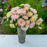King Sized Apricot Aster - Flowers