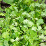 Kitchen Sink Greens Mix (1oz) - Vegetables