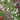 Knee High Fragrant Sweet Pea Mix Seed