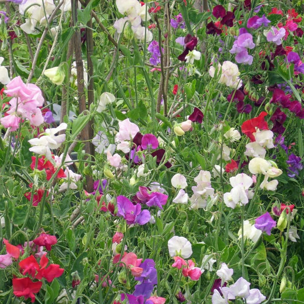 【thehighlights】lite big sweet pea medium knee-high-fragrant-mix-sweet-