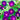 Knowlains Black Morning Glory - Flowers