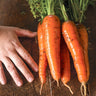 Kuroda Carrot (110 Days) - Vegetables