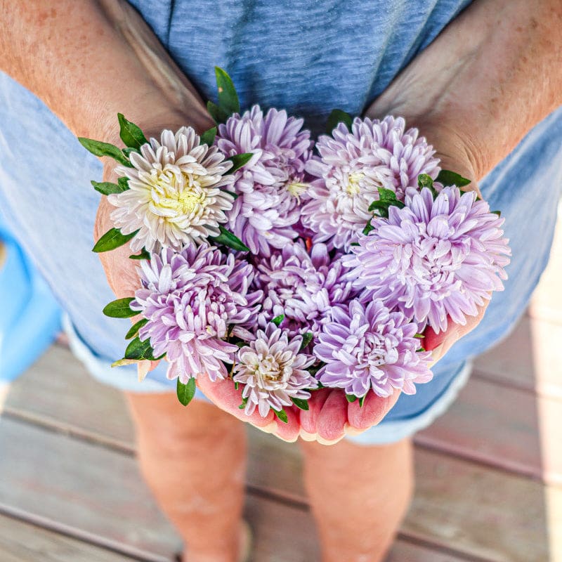lavender aster flower Lady Coral Lavender Aster