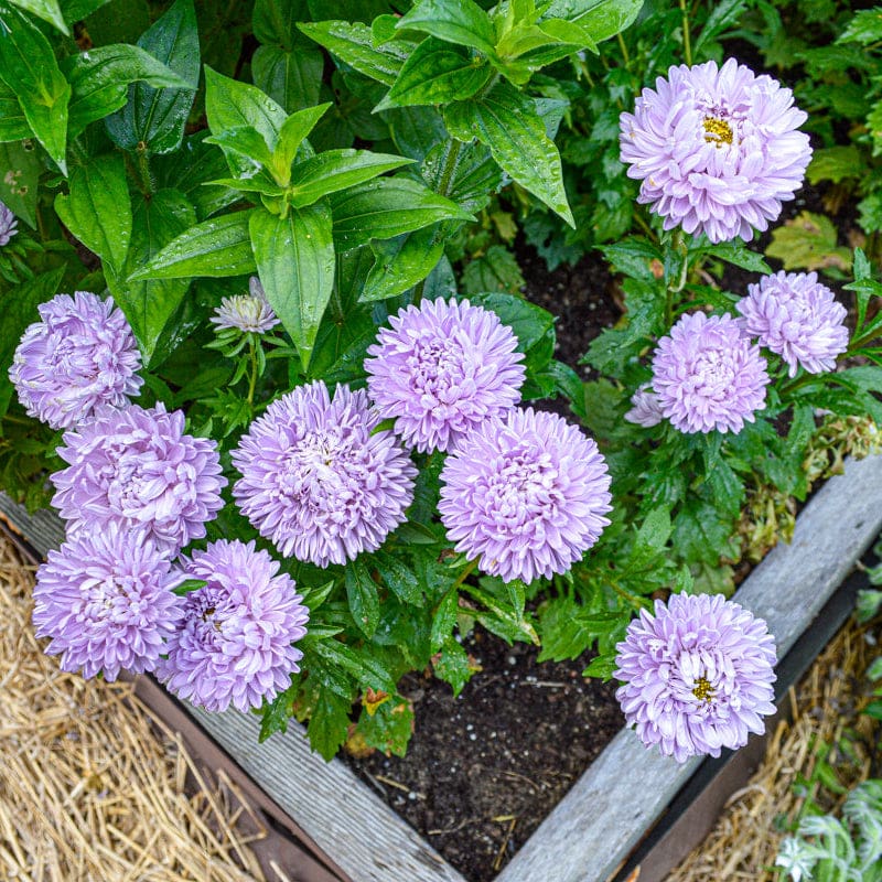 lavender lady tree Lady Coral Lavender Aster – Pinetree Garden Seeds