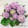 Pale purple aster flowers with wide green leaves on a white wooden background.