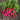Lady Slipper Radish (30 Days) - Vegetables
