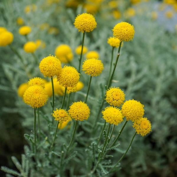 yellow lavender seeds Lavender Cotton