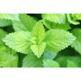 Lemon Balm