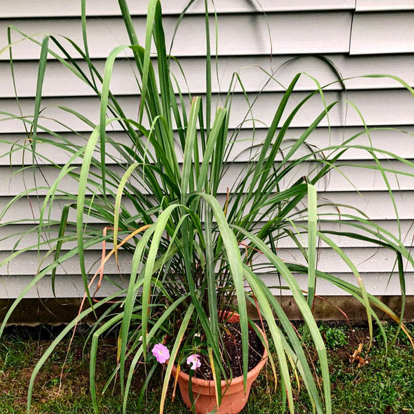 lemongrass seeds or plants Lemon Grass – Pinetree Garden Seeds