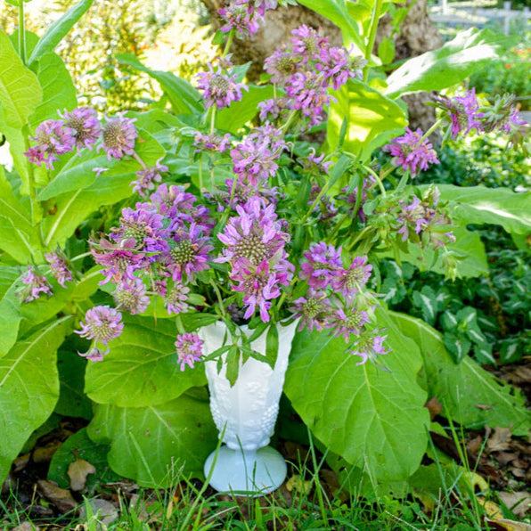 Monarda – Pinetree Garden Seeds