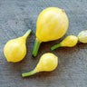 Lemon Summer Squash (55 Days) - Vegetables
