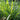Close-up of green lemon grass with an herb garden in the background
