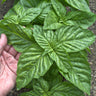 Lettuce Leaf Basil - Herbs