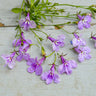 Lilac Regatta Lobelia - Flowers