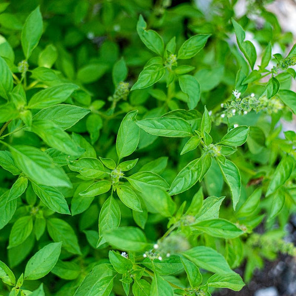 lime seeds for planting Basil 'Lime Basil'