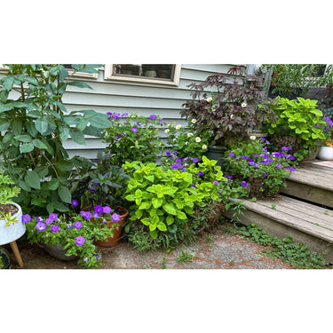 Lime Delight Premium Sun Coleus - Flowers
