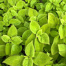 Lime Delight Premium Sun Coleus