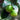 Lime Essential Oil (5 ml) - Crafts