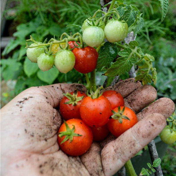 tomato seeds for garden Little Bing Tomato (60-65 Days)