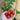Little Bing Tomato (60-65 Days) - Vegetables