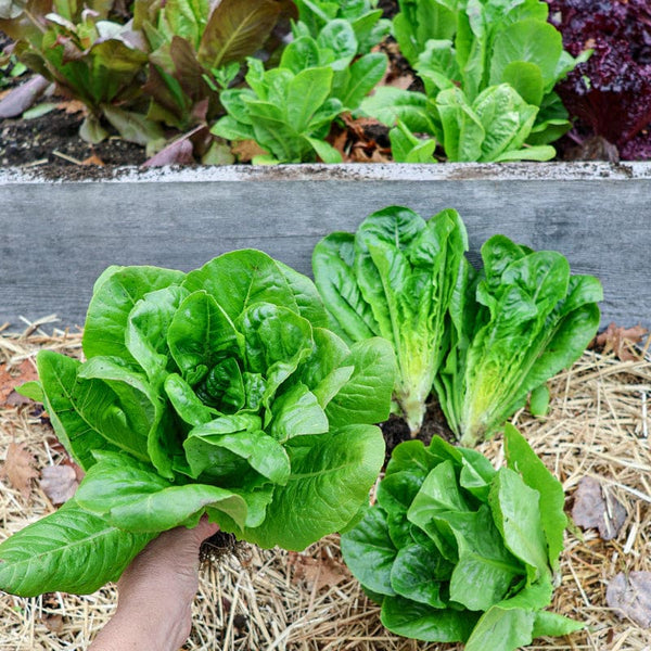 lettuce seeds or plants Little Gem Lettuce (50 Days)