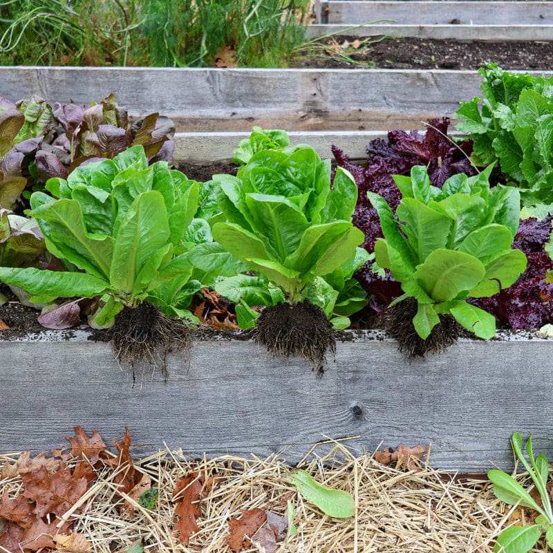 planting little gem lettuce seeds Little Gem Lettuce (50 Days)
