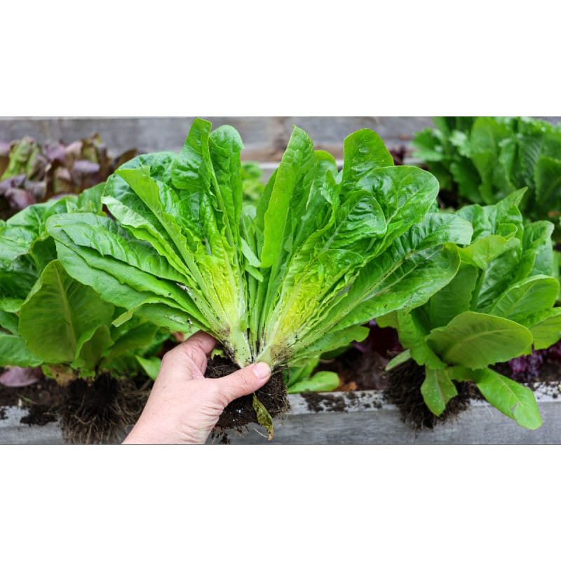planting little gem lettuce seeds Little Gem Lettuce (50 Days)