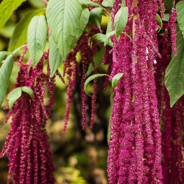 Love Lies Bleeding Amaranthus Seeds