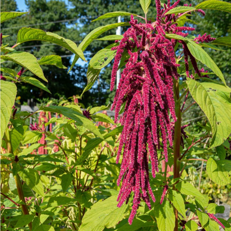 planting love lies bleeding seeds Love Lies Bleeding Amaranthus Seeds