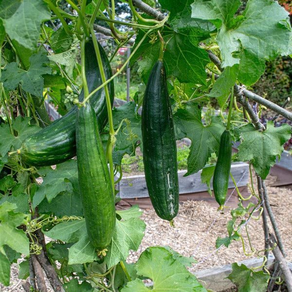 Luffa Gourd (120-130 Days) – Pinetree Garden Seeds