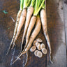 Lunar White Carrot (55 Days) - Vegetables