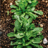 Mache Greens (60 Days) - Vegetables