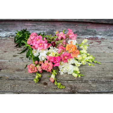 Madame Butterfly Mix Snapdragon - Flowers