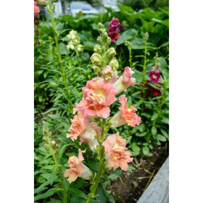 Captivating Madame Butterfly Snapdragon Seeds View Illustration Captivating Madame Butterfly Snapdragon Seeds View Illustration