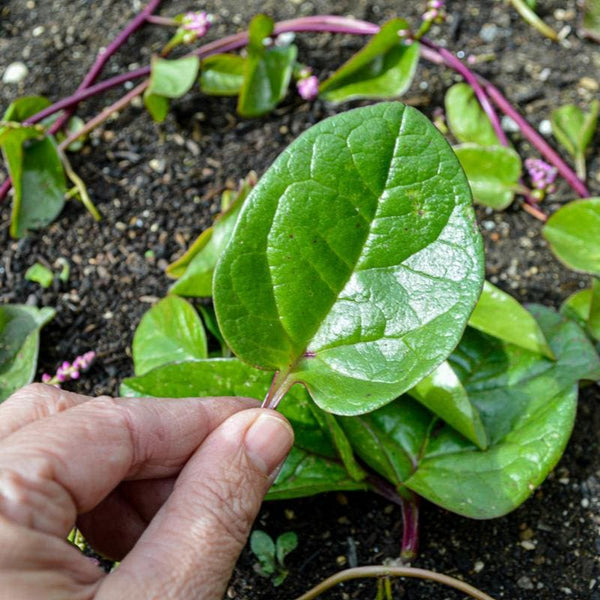 Malabar Spinach (110 Days)