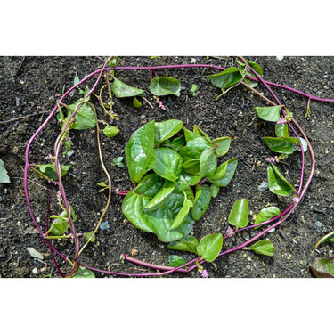 Malabar Spinach (110 Days) - Vegetables